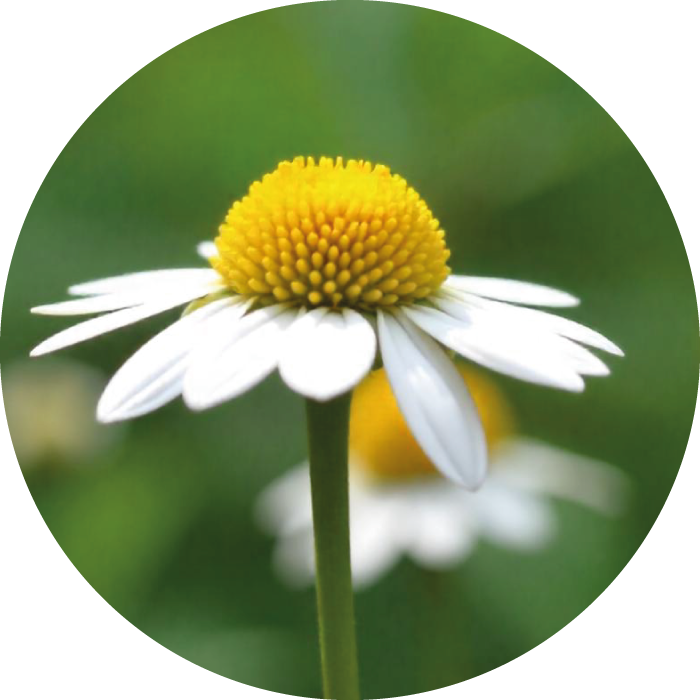 CAMOMILLE MATRICAIRE