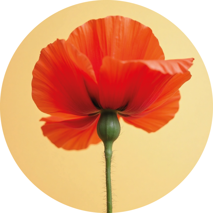 COQUELICOT