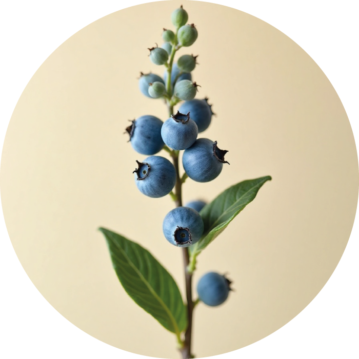 MYRTILLE