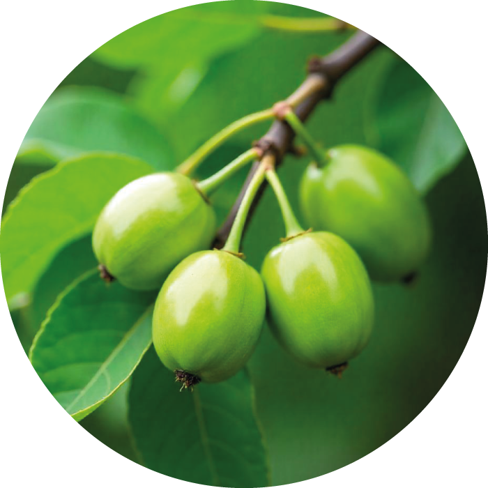 AFRICAN PLUM