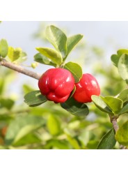 L'ACEROLA