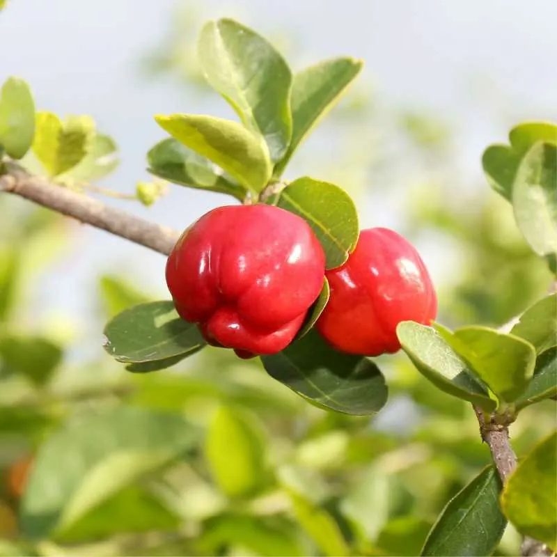 L'ACEROLA