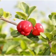 L'ACEROLA
